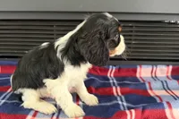 Mason, a male Cavalier King Charles Spaniel for sale in Sturgis, MI – 3 of 9