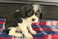 Mason, a male Cavalier King Charles Spaniel for sale in Sturgis, MI – 2 of 9