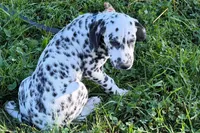 Lavon, a male Dalmatian for sale in Sturgis, MI – 7 of 10