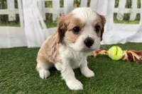 Tackle, a male Cavalier King Charles Spaniel for sale in Sturgis, MI – Photo 6 of 8