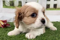Tackle, a male Cavalier King Charles Spaniel for sale in Sturgis, MI – Photo 1 of 8