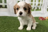 Tackle, a male Cavalier King Charles Spaniel for sale in Sturgis, MI – Photo 3 of 8