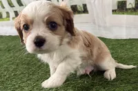 Tackle, a male Cavalier King Charles Spaniel for sale in Sturgis, MI – Photo 4 of 8