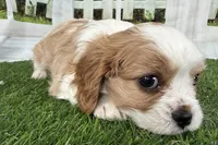 Tackle, a male Cavalier King Charles Spaniel for sale in Sturgis, MI – Photo 2 of 8