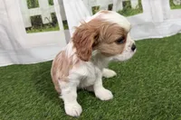 Tackle, a male Cavalier King Charles Spaniel for sale in Sturgis, MI – Photo 7 of 8