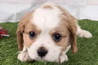 Tackle, a male Cavalier King Charles Spaniel for sale in Sturgis, MI – Photo 8 of 8
