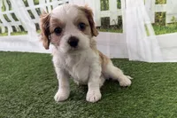 Tackle, a male Cavalier King Charles Spaniel for sale in Sturgis, MI – Photo 5 of 8