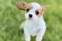 Ruby , a female Cavalier King Charles Spaniel for sale in Sturgis, MI – 4 of 7