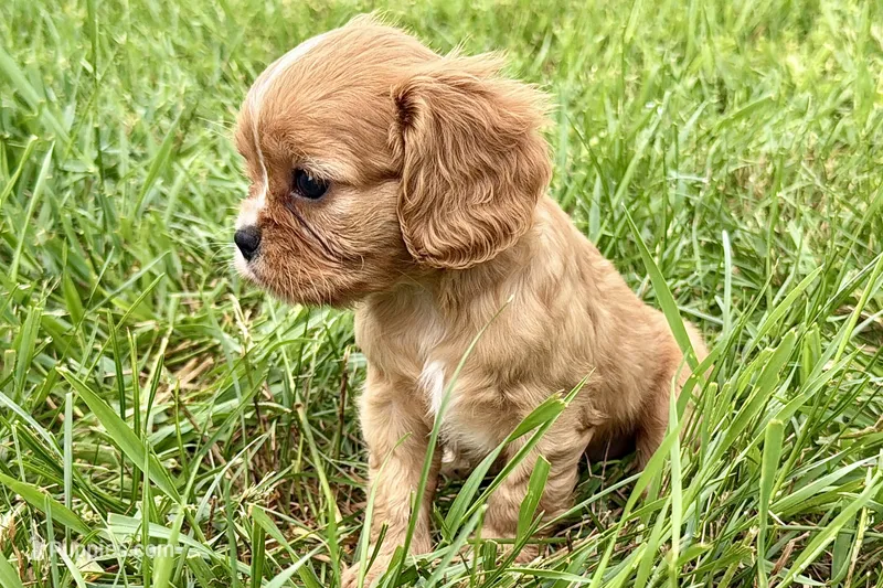 Alyssa – Cavalier King Charles Spaniel puppy for sale in Sturgis, MI