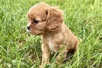 Alyssa, a female Cavalier King Charles Spaniel for sale in Sturgis, MI – 1 of 10