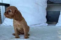 Stacy , a female Cavalier King Charles Spaniel for sale in Sturgis, MI – 7 of 8