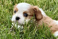 Hope , a female Cavalier King Charles Spaniel for sale in Sturgis, MI – 7 of 8