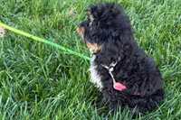 Nancy, a female Cavapoo for sale in Sturgis, MI – 3 of 7
