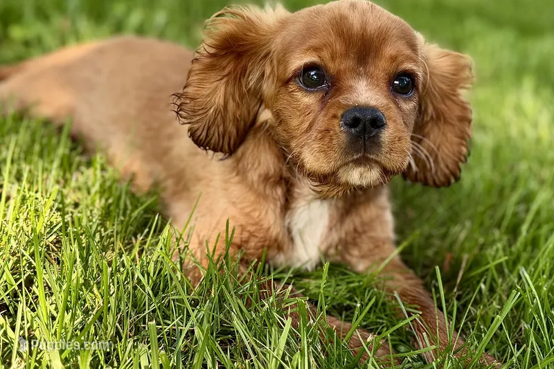 Mars – Cavalier King Charles Spaniel puppy for sale in Sturgis, MI