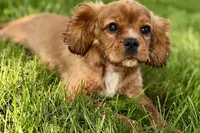 Mars, a male Cavalier King Charles Spaniel for sale in Sturgis, MI – 1 of 10