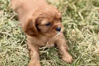 Ion, a male Cavalier King Charles Spaniel for sale in Sturgis, MI – 9 of 9