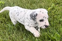 Lamar, a male Dalmatian for sale in Sturgis, MI – 8 of 10