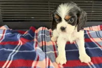 Mavey, a male Cavalier King Charles Spaniel for sale in Sturgis, MI – 2 of 10