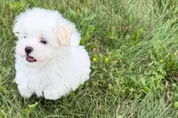 Oscar, a male Maltese for sale in Sturgis, MI – 9 of 10