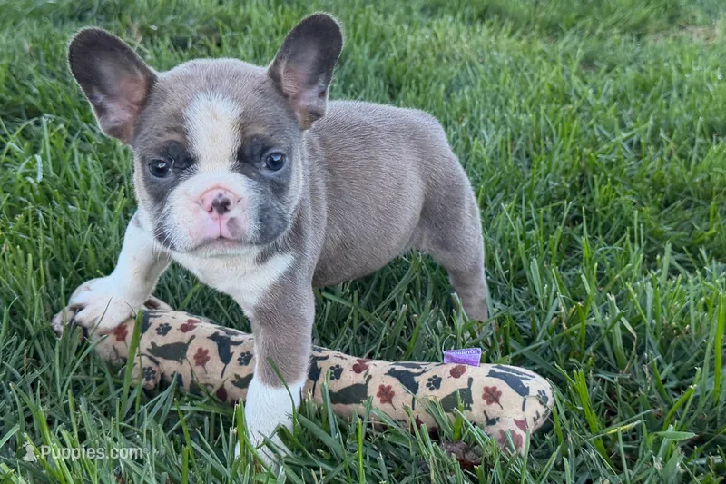 Job – Frenchton puppy for sale in Sturgis, MI