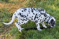 Levi, a male Dalmatian for sale in Sturgis, MI – 8 of 10