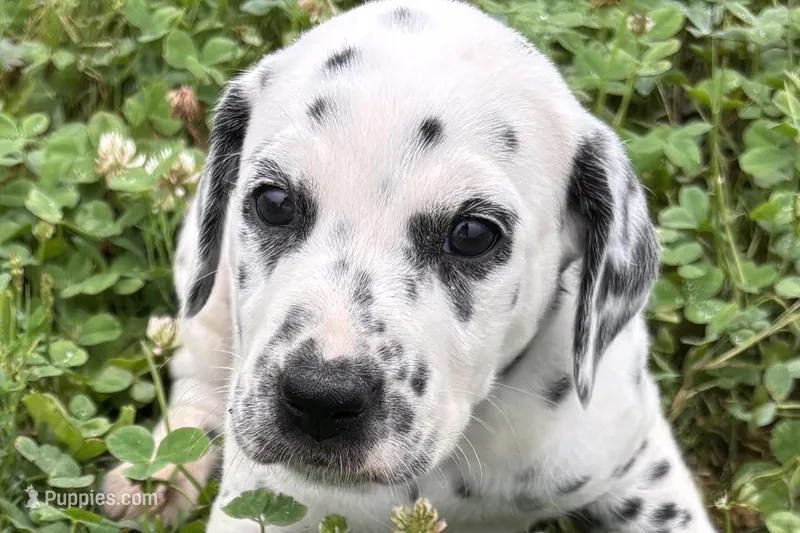 Lavida  – Dalmatian puppy for sale in Sturgis, MI