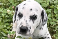 Lavida , a female Dalmatian for sale in Sturgis, MI – 1 of 10