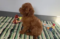 processed/cffb2c99-f6a1-498c-9cf5-d6e70a4b5ecb/listing/fb80dfc1-3135-4595-8855-2f1ff9e4706e/23b991f1-3bad-432a-848d-2e2acfc70380