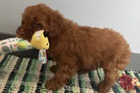 processed/cffb2c99-f6a1-498c-9cf5-d6e70a4b5ecb/listing/fb80dfc1-3135-4595-8855-2f1ff9e4706e/688ad6e8-9d7b-46df-ae7b-12a295759ac7