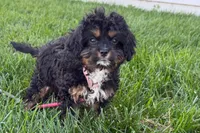 Nora , a female Cavapoo for sale in Sturgis, MI – 1 of 10