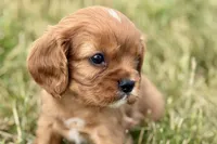 Ivan, a male Cavalier King Charles Spaniel for sale in Sturgis, MI – 3 of 10
