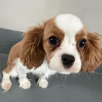 Wilson, a male Cavalier King Charles Spaniel for sale in Sturgis, MI – Photo 8 of 10