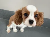 Wilson, a male Cavalier King Charles Spaniel for sale in Sturgis, MI – Photo 8 of 10