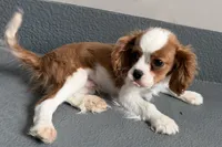 Wilson, a male Cavalier King Charles Spaniel for sale in Sturgis, MI – Photo 4 of 10