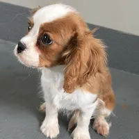 Wilson, a male Cavalier King Charles Spaniel for sale in Sturgis, MI – Photo 2 of 10