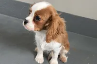 Wilson, a male Cavalier King Charles Spaniel for sale in Sturgis, MI – Photo 2 of 10