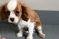 Wilson, a male Cavalier King Charles Spaniel for sale in Sturgis, MI – Photo 5 of 10