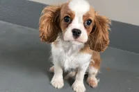 Wilson, a male Cavalier King Charles Spaniel for sale in Sturgis, MI – Photo 3 of 10