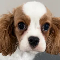 Wilson, a male Cavalier King Charles Spaniel for sale in Sturgis, MI – Photo 1 of 10
