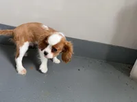 Wilson, a male Cavalier King Charles Spaniel for sale in Sturgis, MI – Photo 10 of 10