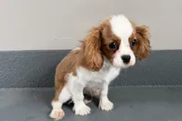 Wilson, a male Cavalier King Charles Spaniel for sale in Sturgis, MI – Photo 6 of 10