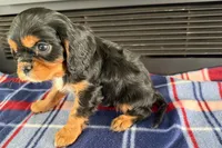 Mikey, a male Cavalier King Charles Spaniel for sale in Sturgis, MI – 8 of 9