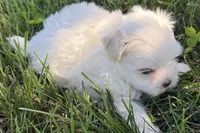 Oraon, a male Maltese for sale in Sturgis, MI – 3 of 7