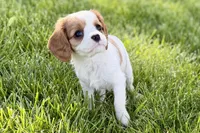 Ruby , a female Cavalier King Charles Spaniel for sale in Sturgis, MI – 3 of 7
