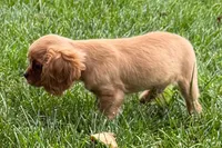 Sterling, a male Cavalier King Charles Spaniel for sale in Sturgis, MI – 2 of 9