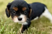 Isaac, a male Cavalier King Charles Spaniel for sale in Sturgis, MI – 2 of 10