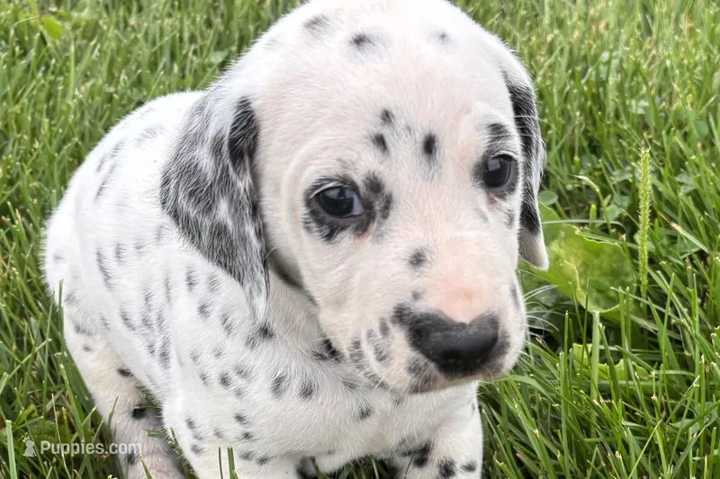 Lamar – Dalmatian puppy for sale in Sturgis, MI