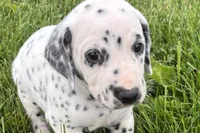 Lamar, a male Dalmatian for sale in Sturgis, MI – 1 of 10