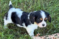 Emma, a female Cavalier King Charles Spaniel for sale in Sturgis, MI – 8 of 9