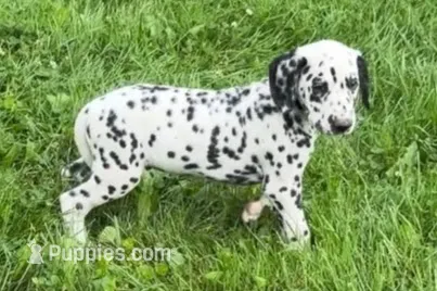 Levi – Dalmatian puppy for sale in Sturgis, MI